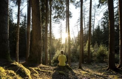 Mentale Stärke aus Wald und Wurzeln