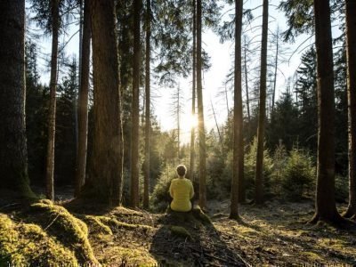 Mentale Stärke aus Wald und Wurzeln