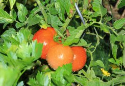 garten-tomaten
